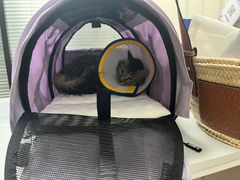 -伟伟宠物医院·CT影像中心·瑞派犬猫综合性门诊(汉口总院)