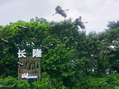 -广州长隆飞鸟乐园