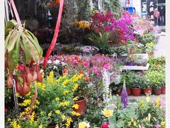-平吉花卉市场