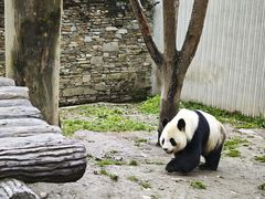 -卧龙中华大熊猫苑神树坪基地