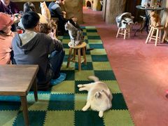 -猫猫幼稚园·撸猫·桌游·电玩
