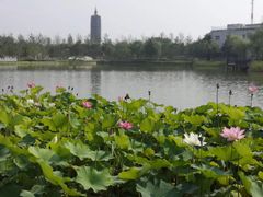-西海子公园