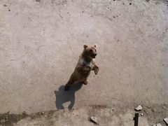 -哈尔滨北方森林动物园