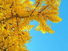 -长白岛森林公园