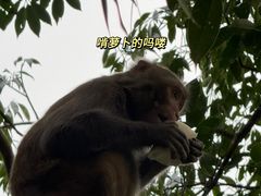 -黔灵山公园