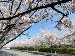 -高东镇樱花园