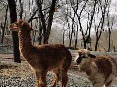 -北京野生动物园