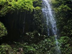 -莫里热带雨林景区
