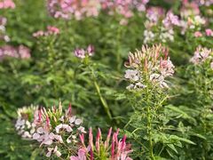 -春花秋色城市公园