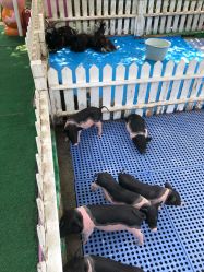 -萌宠亲子动物乐园(槐房万达店)