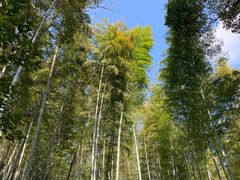 -上海佘山国家森林公园天马山园