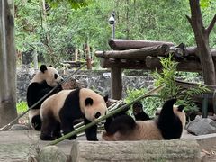 -都江堰中华大熊猫苑