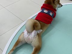 -怪兽屋·羊驼·猫咖·狗咖(俊华广场店)