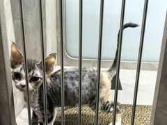 -山宅一喵德文卷毛猫舍