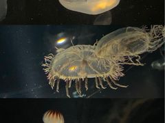 -大阪海游馆