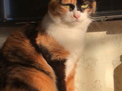 -美联众合动物医院·24h京西诊疗中心