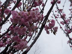 -天适樱花悠乐园