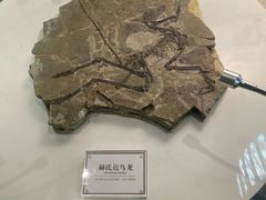 -辽宁古生物博物馆