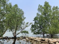 -宝安西湾红树林湿地公园