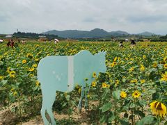 -光明小镇欢乐田园