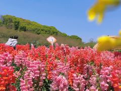 -苏州上方山国家森林公园