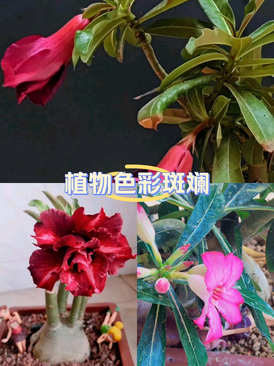 嘉兰花花语图片