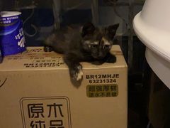 -守诺宠物医院·眼科· 特色牙科·异宠专科(虹口店)