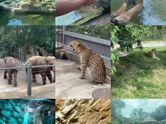 -深圳野生动物园