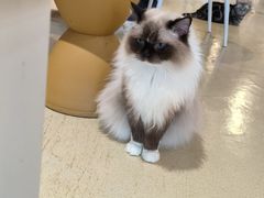 -藏猫猫咖啡主题馆(中央大道店)