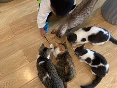 -Cappucimeow猫咪咖啡馆(韦伯时代店)
