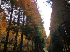 -山王坪喀斯特国家生态公园