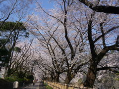 -名古屋城