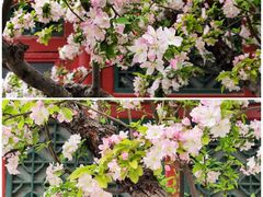 -海棠花溪(元大都城垣遗址公园)