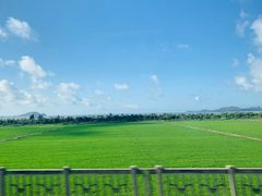 -雁南飞茶田景区
