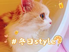 -爪爪喵星球·猫舍(前海卓越店)