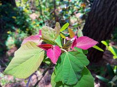 -柱状节理带