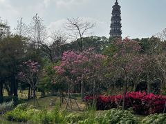 -顺峰山公园