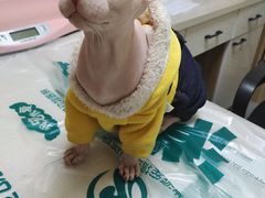 -瑞派宠物医院·24h·骨外科·皮肤科·全科宠物医疗转诊中心(沈阳浑南院)