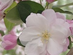 -海棠花溪(元大都城垣遗址公园)