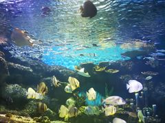 -华夏文旅海洋公园