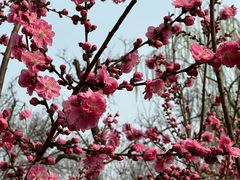 -桃花堤公园