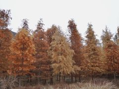 -小芝红树林