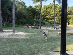 -广州长隆国际大马戏