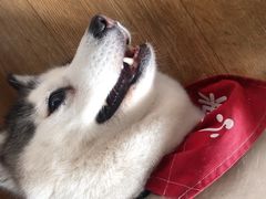 -Husky Go! 哈士奇体验馆·宠物咖啡厅狗咖