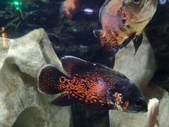 -石林冰雪海洋世界