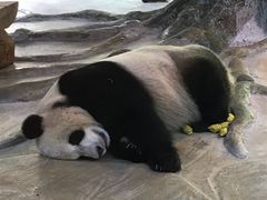 -海南热带野生动植物园