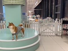 -怪兽屋·羊驼·猫咖·狗咖(俊华广场店)