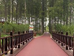 -黄海国家森林公园