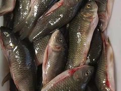 -畲乡一品鱼府土菜馆