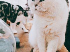 -共舞时光猫咖·狗咖(新街口店)